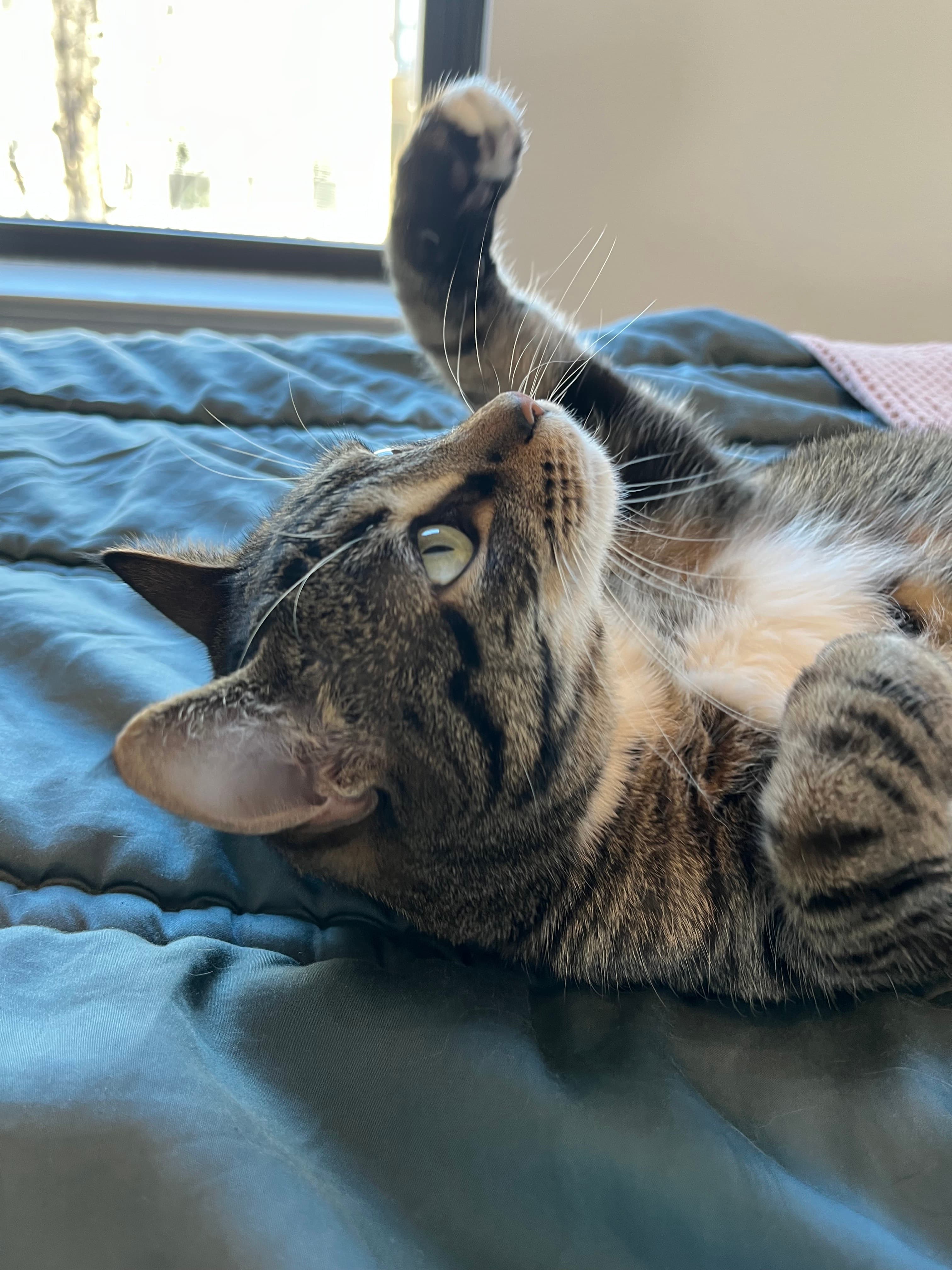 my cat linda being silly