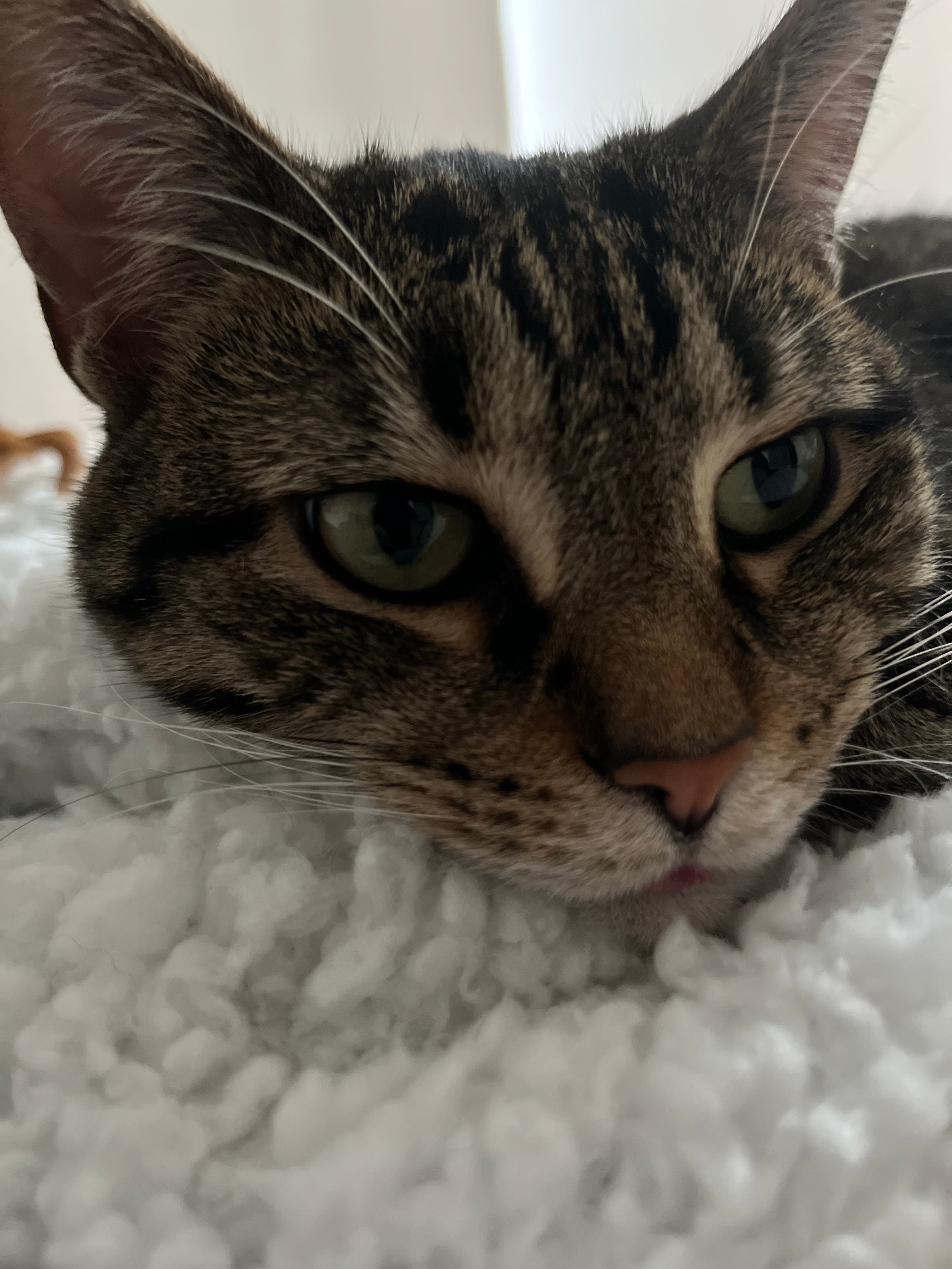 my cat linda being silly